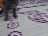 Scottish fold kediler