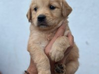 Orjinal golden retriever yavrular için geç kalmayın