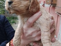 Safkan amerikan cocker yavrularım son 1 erkek 1 dişi