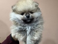 Çok özel safkan teddy face tea cup pomeranian