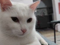 1 Yaşında Ankara kedisi Görüşülür
