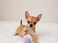 Gold Renk Wc Eğitimli Mini Boy Chihuahua