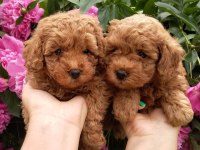TOY POODLE YAVRULARI