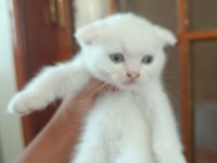 Scottish Fold Yavrular