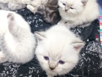 Yavru scottish fold kedisi