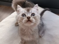 Bıcırların bıcırı british shorthair bebişlere yuva