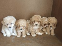 Anne Altından Maltipoo Bebekler