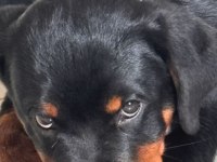 Sadık Rottweiler yavrular