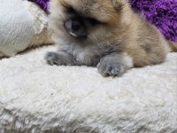 Orjinal ırkının en iyisi muhteşem kürk yapısı pomeranian
