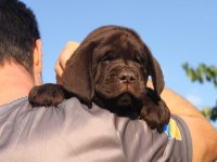 TÜRKİYENİN EN ÖZEL LABRADOR YAVRULARI 