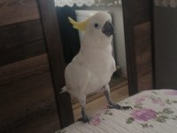 Sülfür Kakadu Papağanı