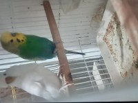 10 çift muhabbet kuşu