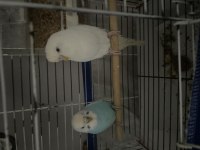 Tepeli albino muhabbet kuşu 8 kelime konuşuyor