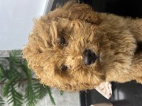 Toy poodle 2 numara aşılı