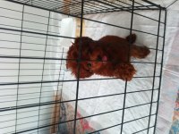 Kore toy poodle 3 aylık cipli aşılı karneli