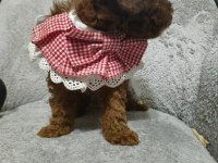 Toy poodle yavru