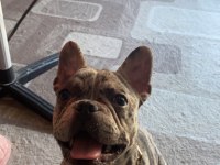 7 aylık dişi merle french bulldog acil