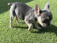 Fransız bulldog lilak tan ve blue yavrular