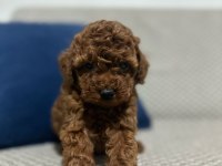 KORE RED BROWN TOY POODLE YAVRULAR