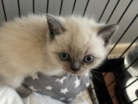 40 günlük blue point british shorthair yavrular