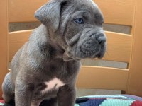 CANE CORSO YAVRULAR