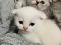 Teslime hazır 5 yavru 2 erkek 3 dişi scottish fold