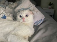 Sevimli Scottish Fold