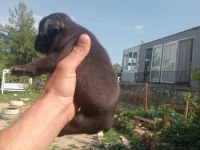 Aşılı karneli sağlık garantili french bulldog