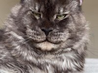 Her ile bizzat teslim anne baba şampiyon maine coon