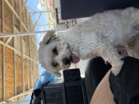 Dişi 1,5 yaş civarı takip şartıyla maltipoo