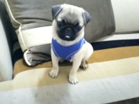 Pug RIFKI