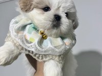 Safkan Shih-tzu Yavruları