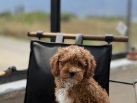 ÇİFT RENK TOY POODLE YAVRUMUZ YENİ YUVASINA HAZIR
