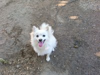 Pomeranian spitz yavrular