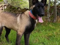 Ful Maske Güzellik Abidesi Safkan 4 Aylık Malinois Yavrum