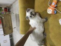 4 aylık dişi Himalayan exotic yavrumuz