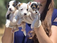 Jack Russell Terrier Yavruları