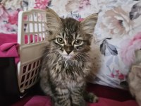 KEDİMİZE ÖMÜRLÜK YUVA ARANIYOR