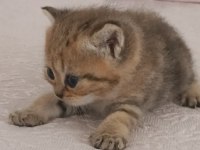 British shorthair tabby cinsi safkan