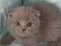 40 günlük evimizin scottish fold yavruları