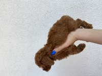 Toy poodle ev doğumlu