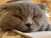 Oğluma gelin adayı arıyorum scottish fold