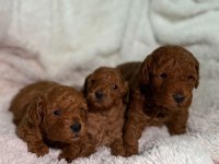 Toy Poodle Sevimli Yavrularımız