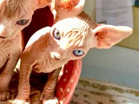 2 DİŞİ VE 2 ERKEK ODD EYES MAVİ GÖZ SFENKS