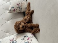 Aşılı Eğitimli Prenses Köpeğimiz