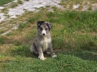 Kaliteli Kan Hattından Border Collie Yavrular