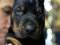 Avrupanın en iri doberman yavruları