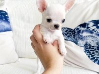 Türkiye’nin Kore teacup kar beyaz chihuahua yavruları
