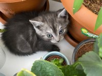 2 Aylık British Shorthair