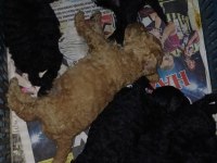 Toy Poodle Yavrular